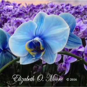 Share Flowers by Elizabeth O. Moore